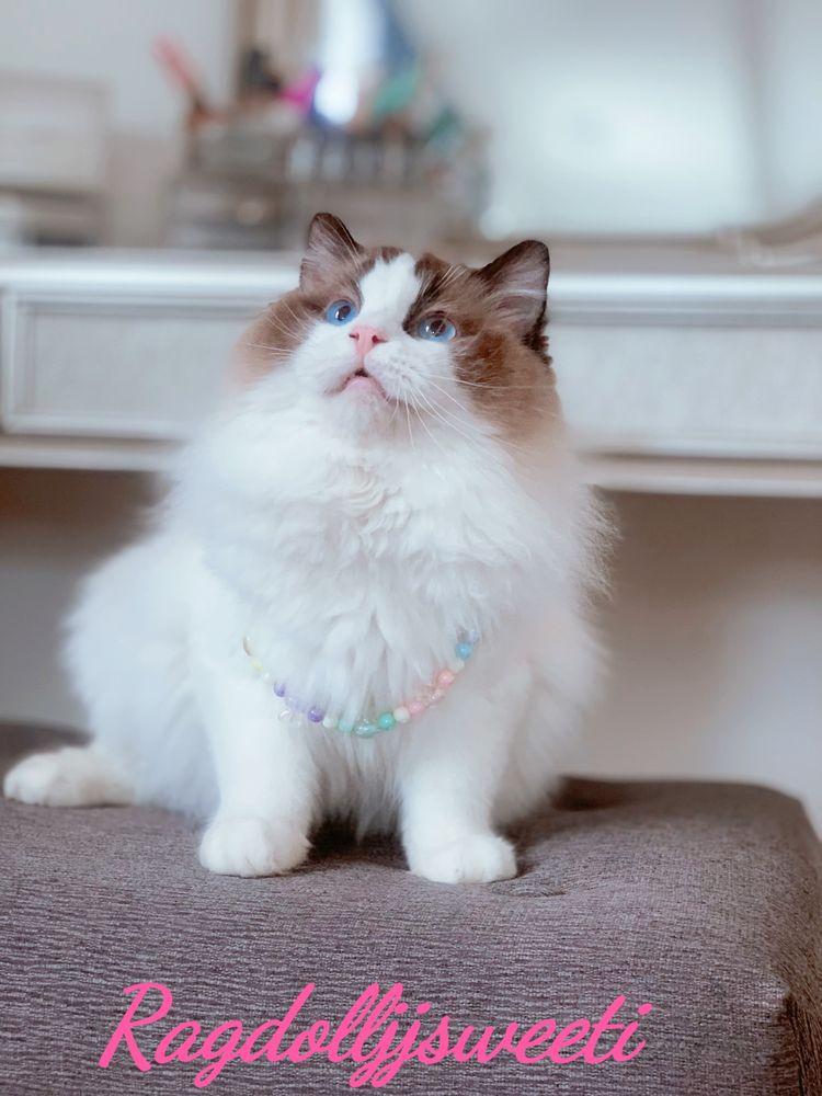 Ragdolljjsweeti - Image 1