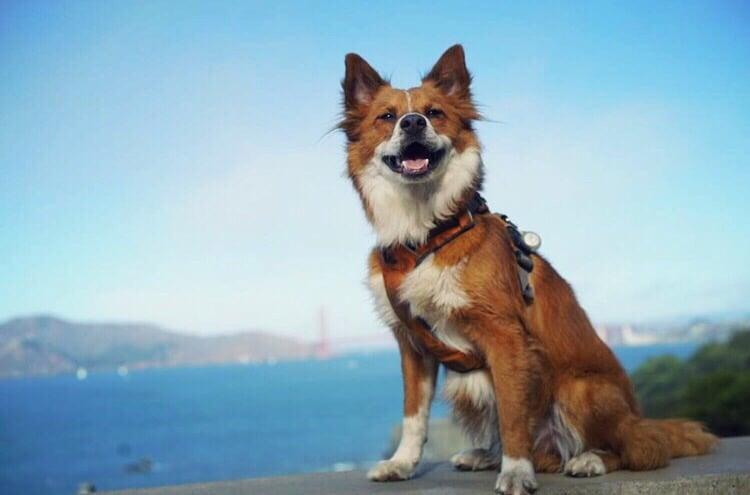 Diggity Dog - Image 1