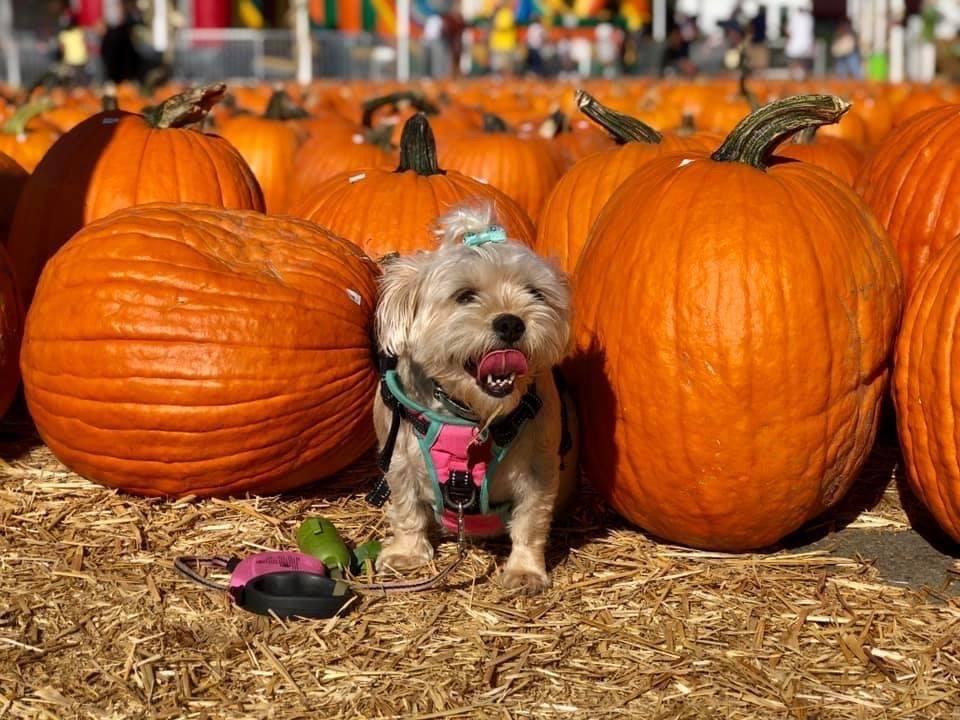 Red Barn Rescue - Image 1