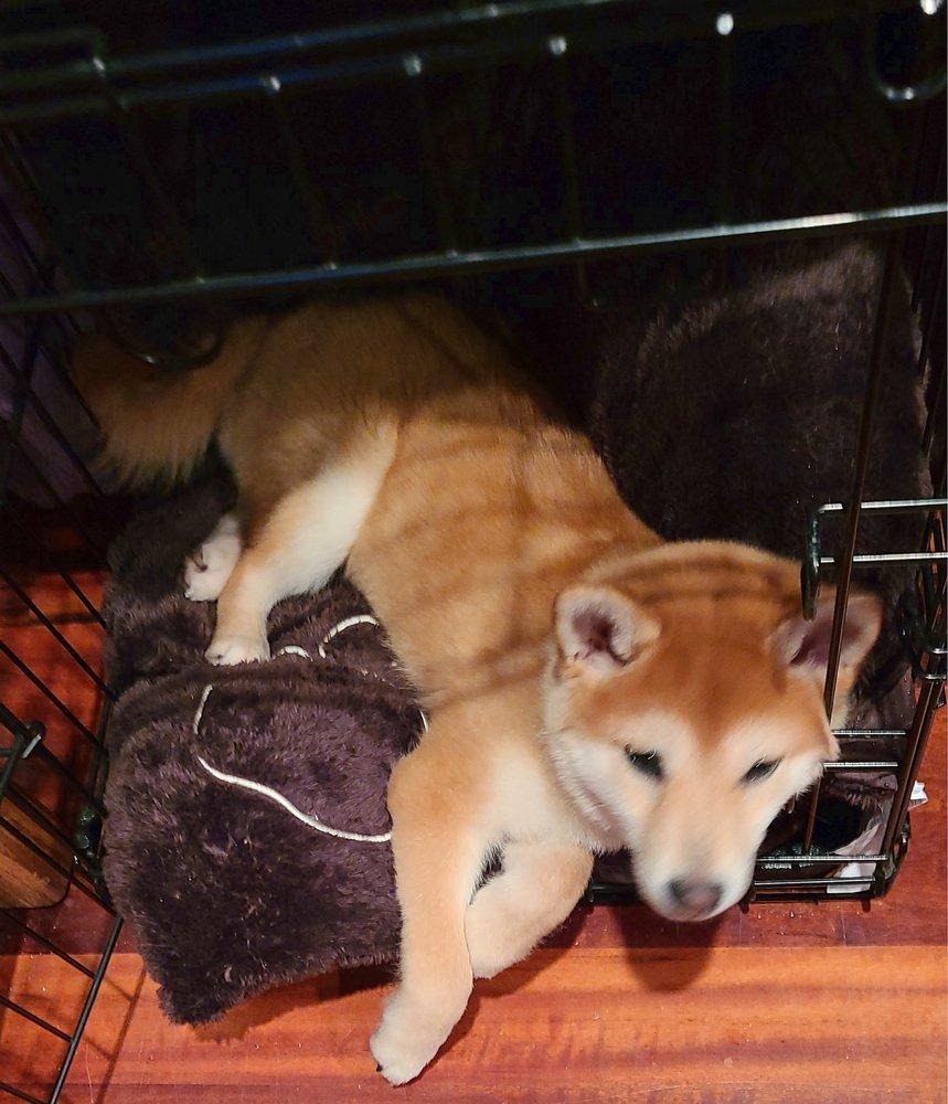 My First Shiba Inu - Image 1