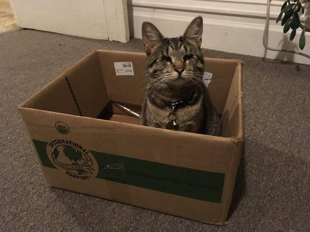 The AdvoCat/ The Nature of the Beast - Image 1