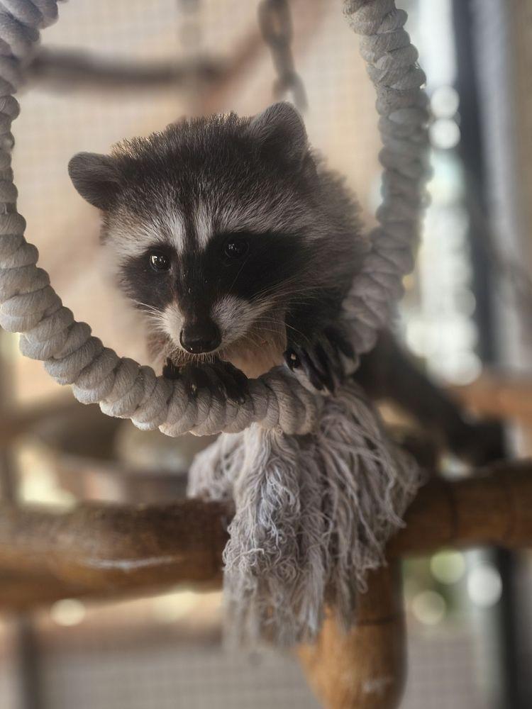 Wildlife Foster Program - Image 1