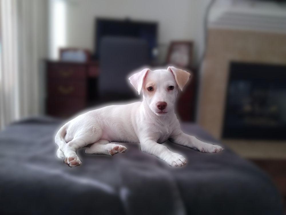 Furry Canines Rescue - Image 1