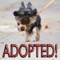 Grateful Dogs Rescue - Image 1