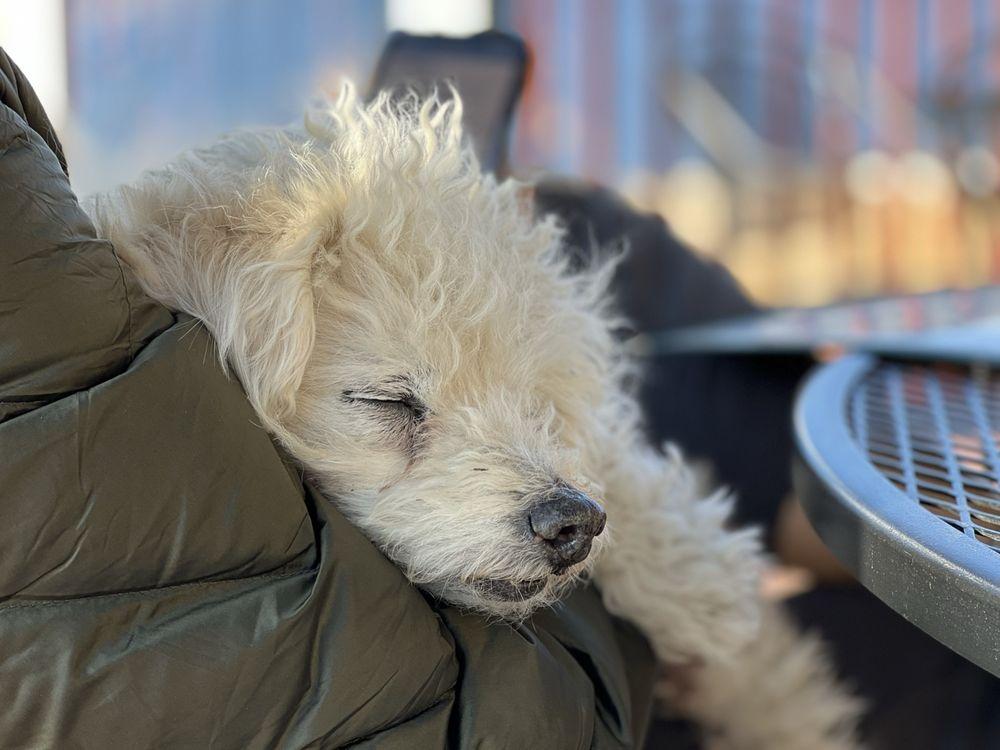 Dogs Without Borders - Image 1