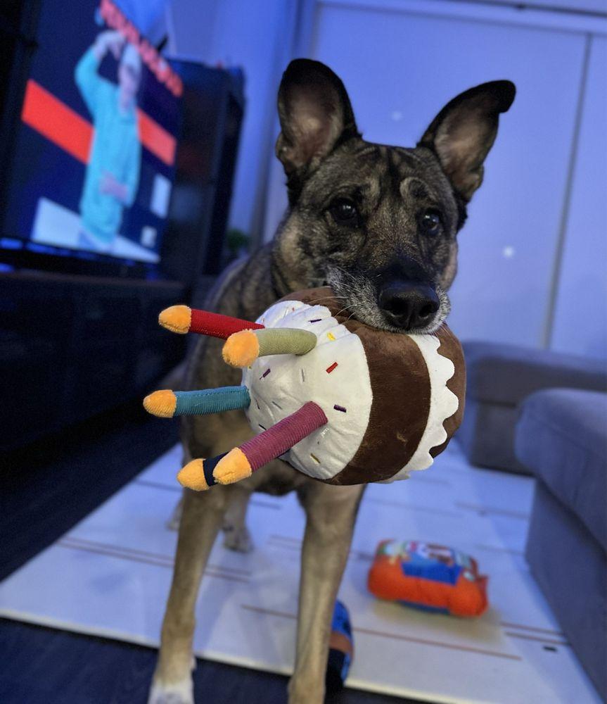 Lap of Love - Image 1