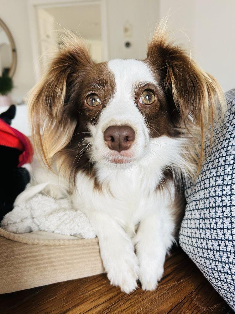 Sparky and the Gang - Image 1