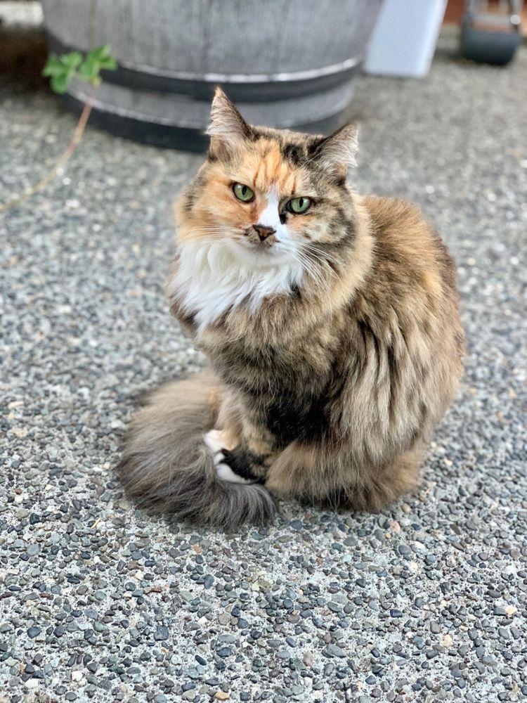 Britta's Animal Training - Image 1