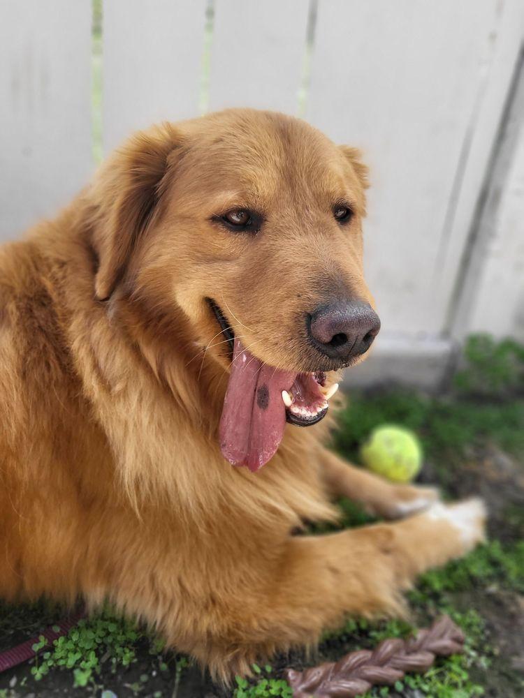 Southern California Golden Retriever Rescue - Image 1