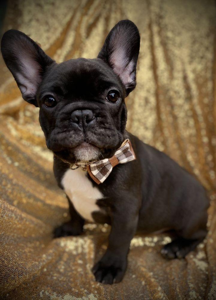 Save A Bow Wow Rescue - Image 1