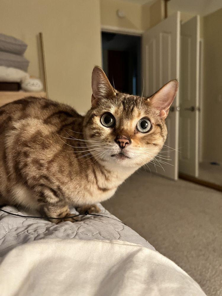 Kane's K9s & Animal Rescue - Image 1