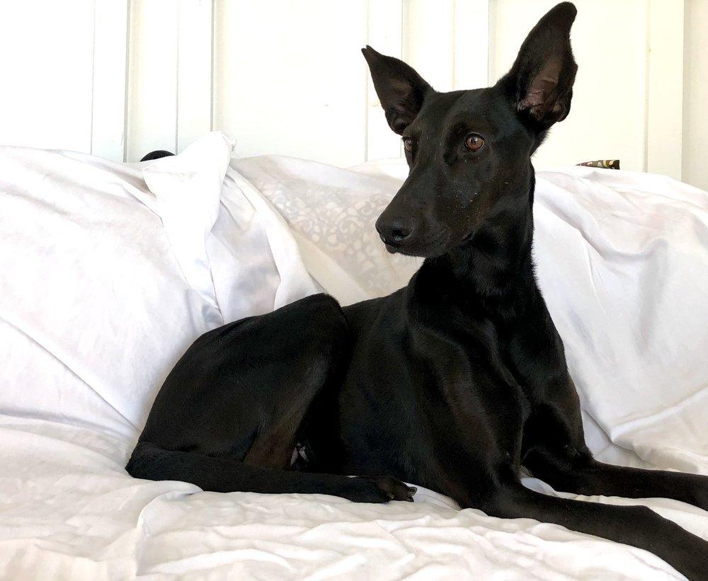 Karmic Rescue Without Borders - Image 1