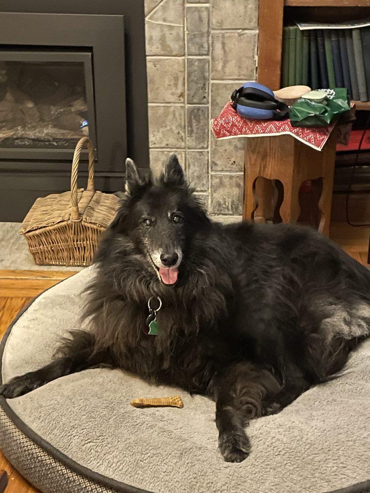 Vesta Veterinary - Image 1