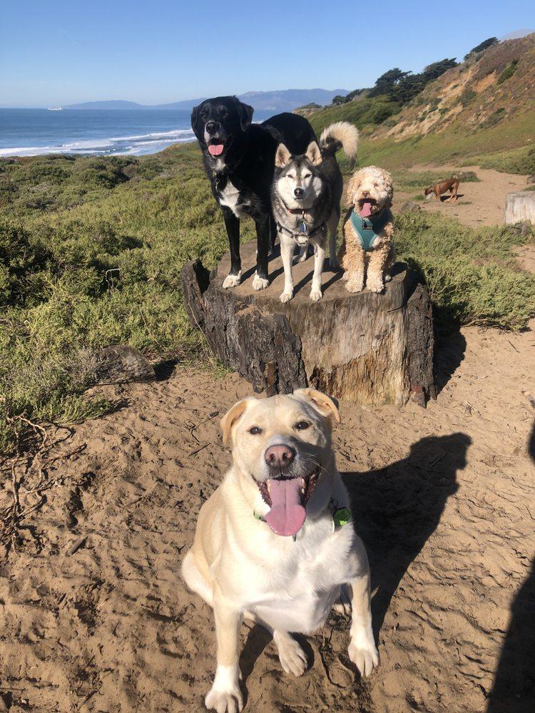 Emily Markham Dog Training  - Image 1