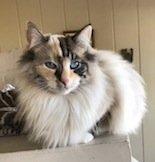 Animal Sanctuary and Care Society - Image 1