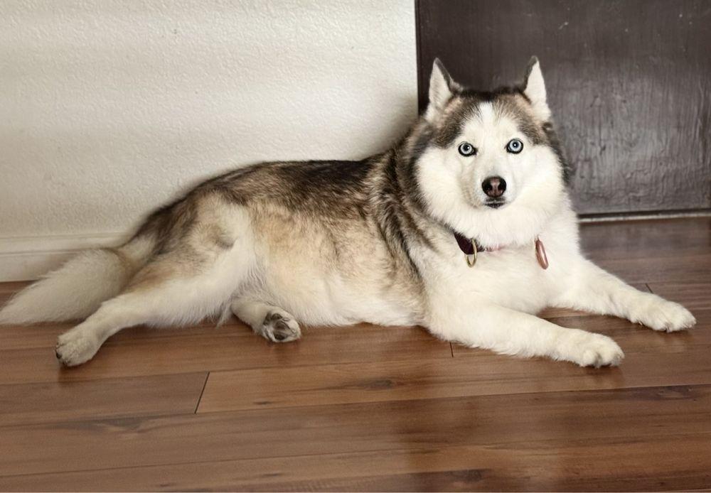 Paige’s Pet Training - Image 1