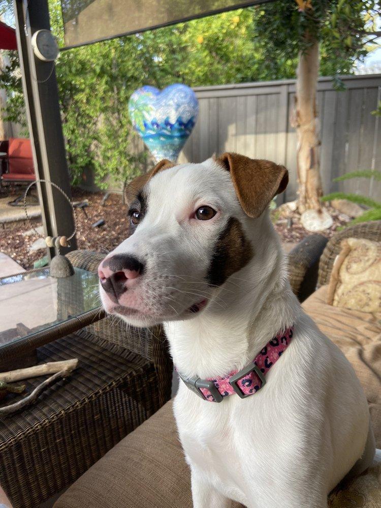 Baja Dog Rescue - Image 1