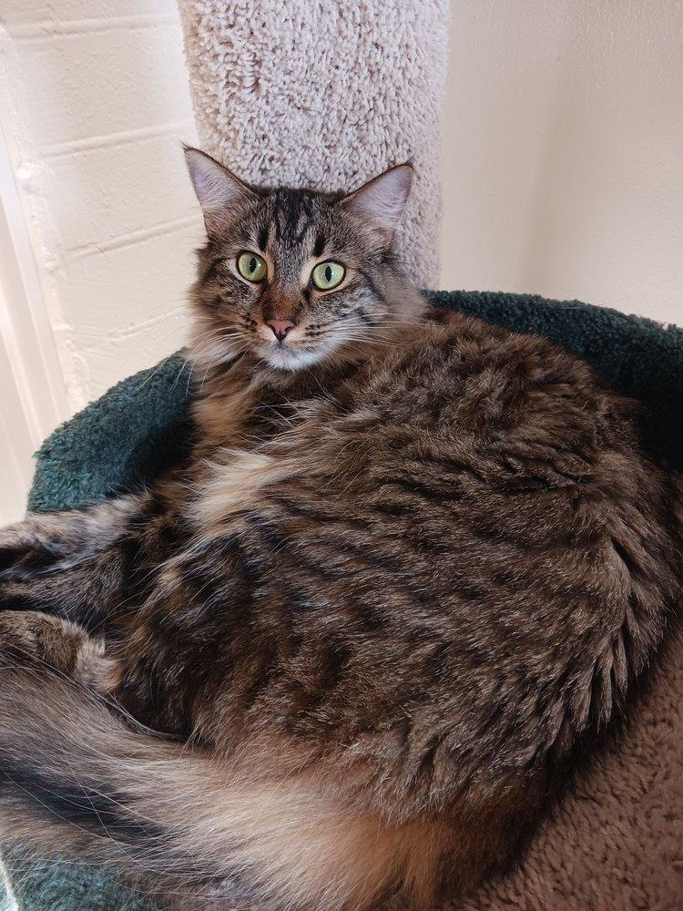 Homeless Cat Network - Image 1