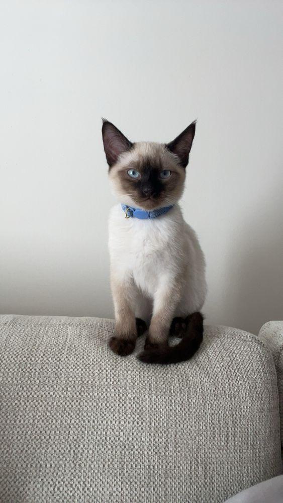 The Little Lion Foundation - Image 1