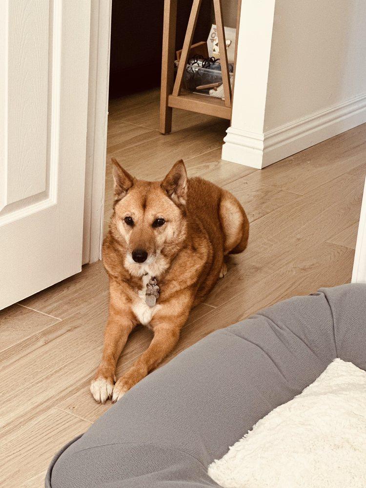 Pacific Coast Dog Rescue - Image 1