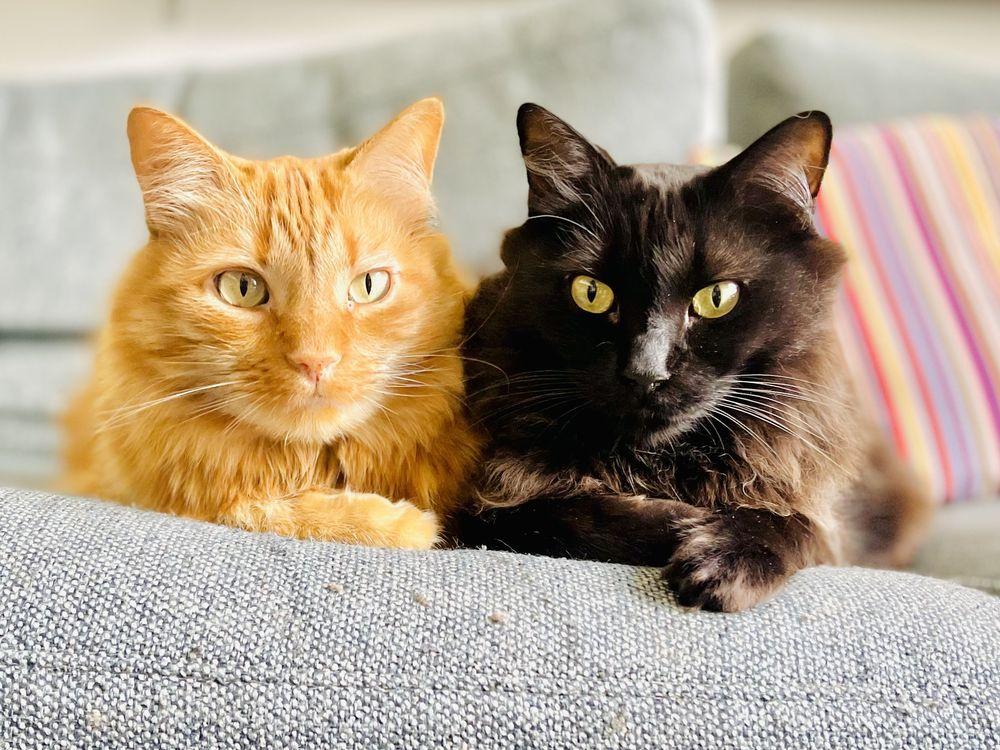 Sarah Daniel - The Kind Vets - Image 1