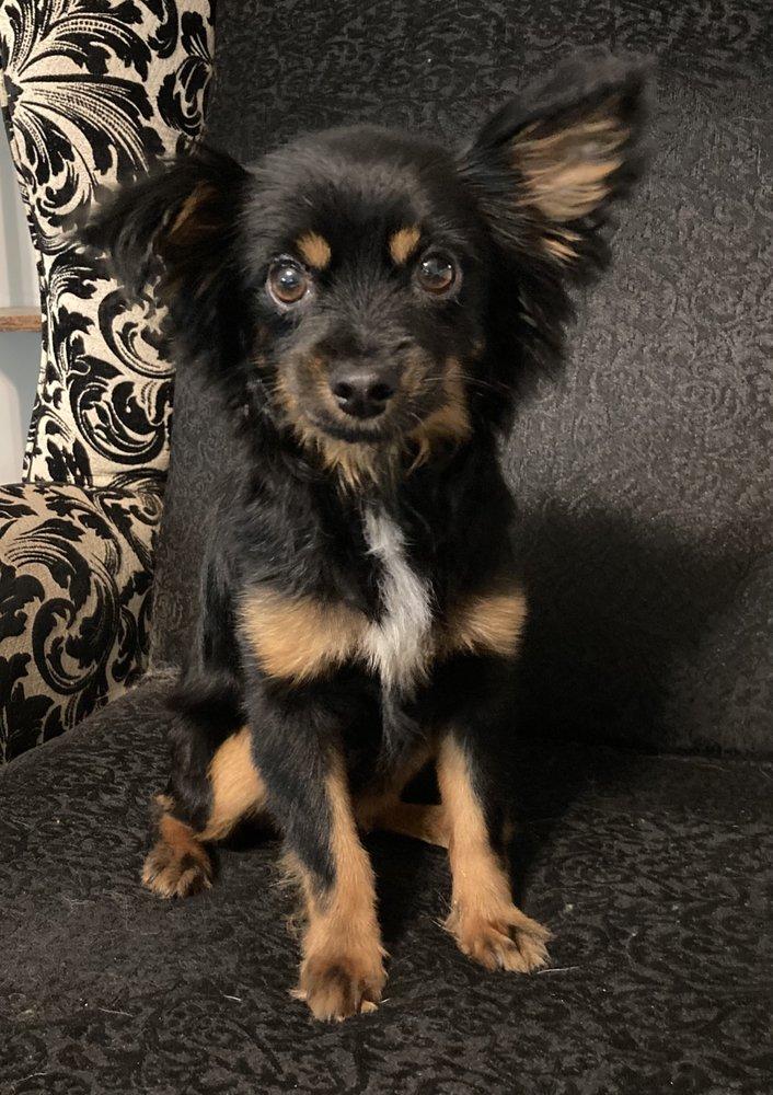 Adopt Me Rescue - Image 1