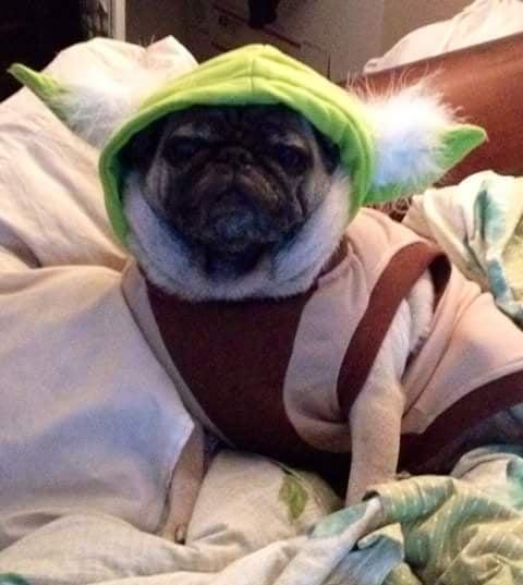 Pug Rescue - Image 1