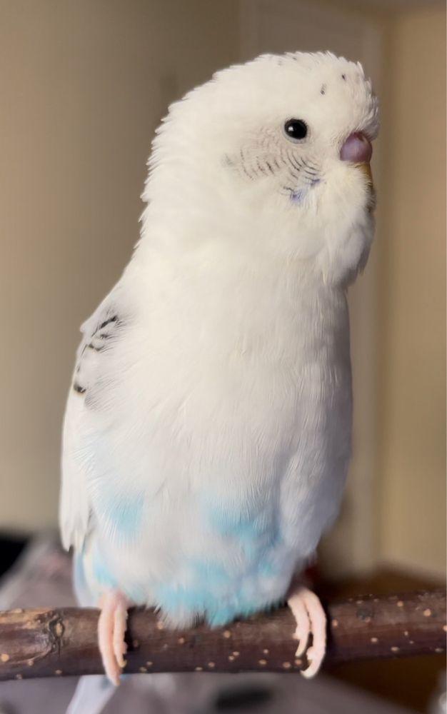 Fine Feathered Friends Foundation - Image 1