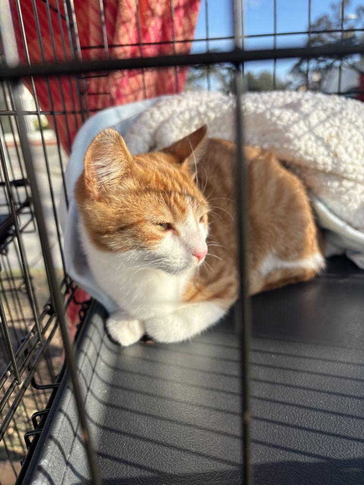 Pooses and Pups - Image 1