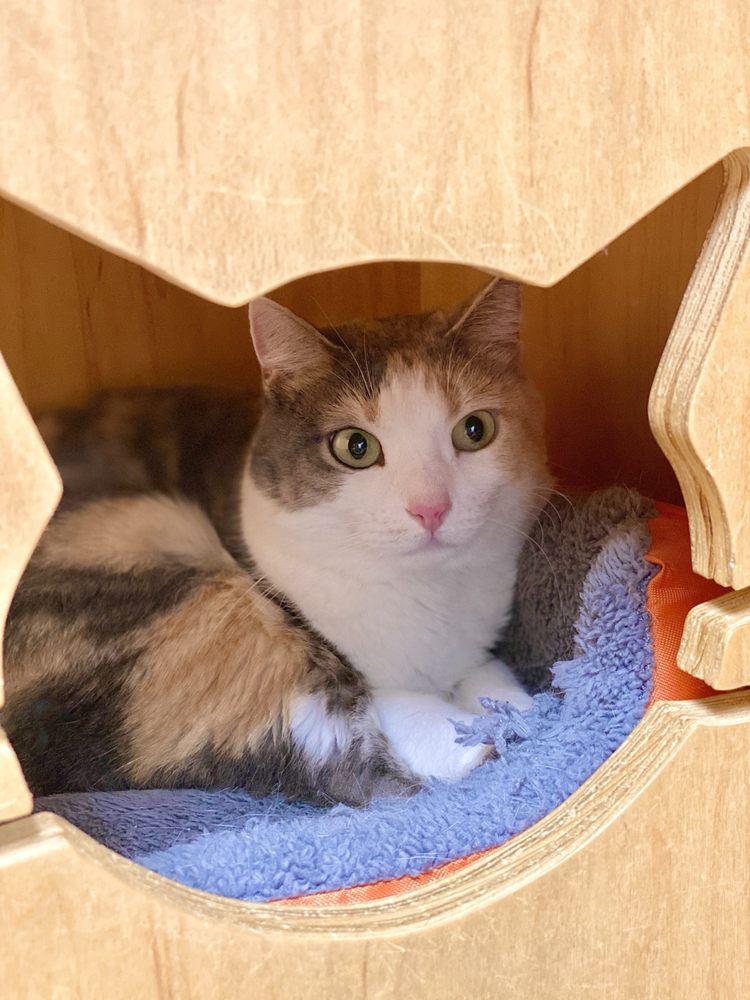 Give Me Shelter Cat Rescue - Image 1