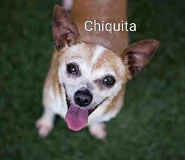 San Diego Animal Support Foundation - Image 1