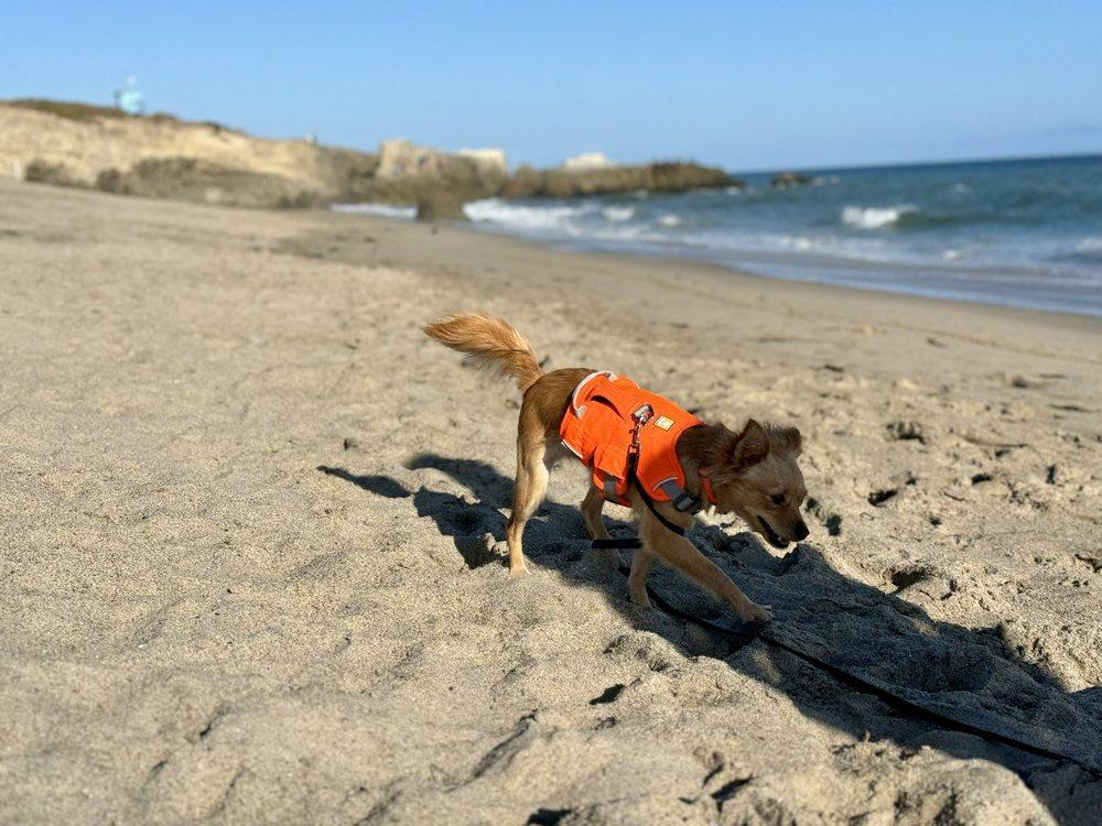 Pups Without Borders - Image 1