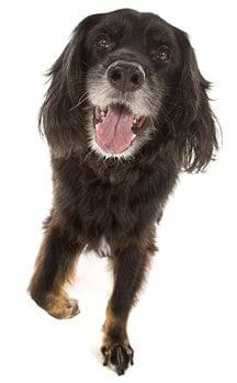 Oh My Dog! Photography - Image 1