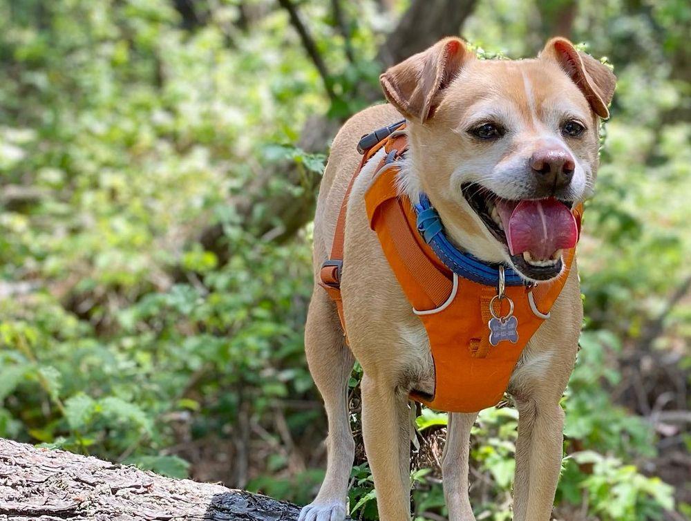 Piedmont Pet - Image 1