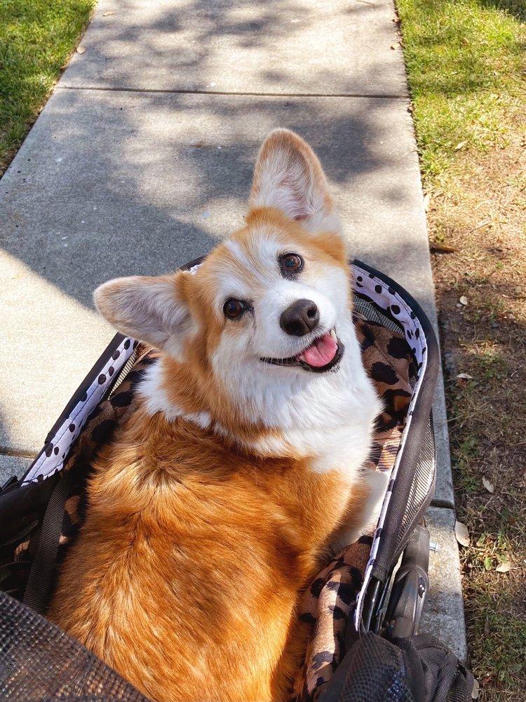Restful Paws - Image 1