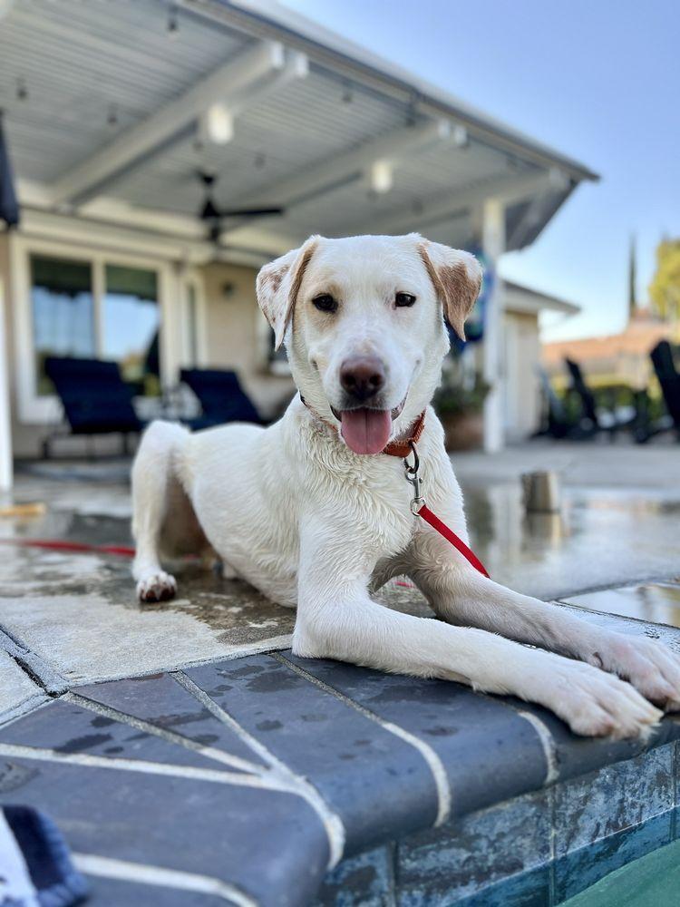 Hope2K9 Foundation - Image 1