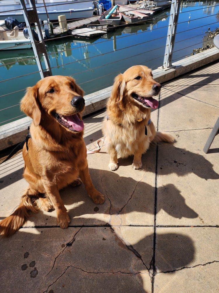 Golden State Service Dogs - Image 1