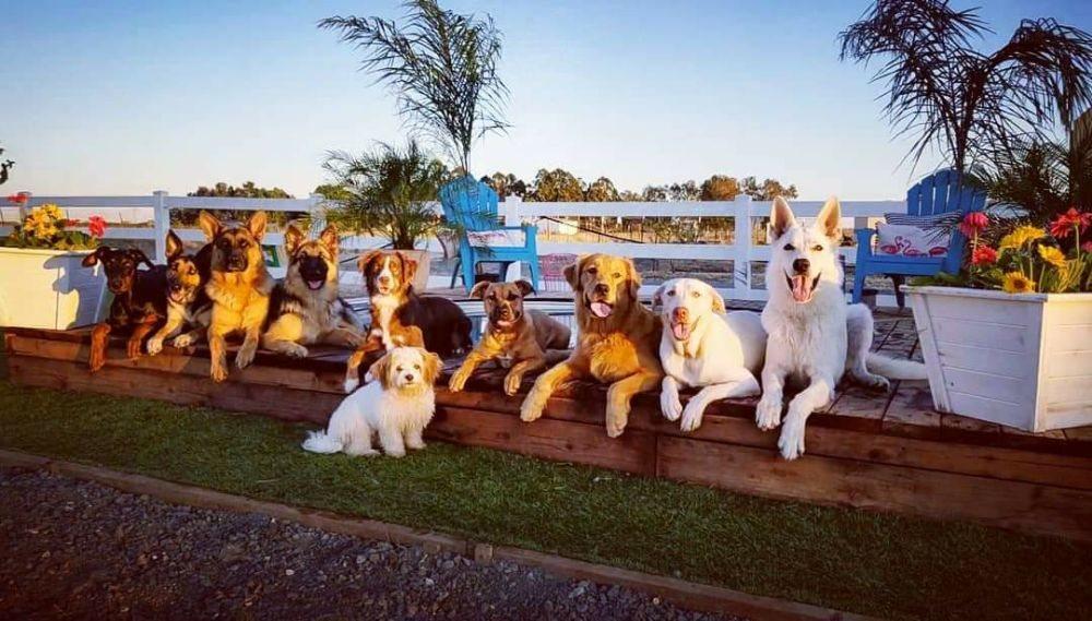 My Clever Canine Dog Training - Image 1