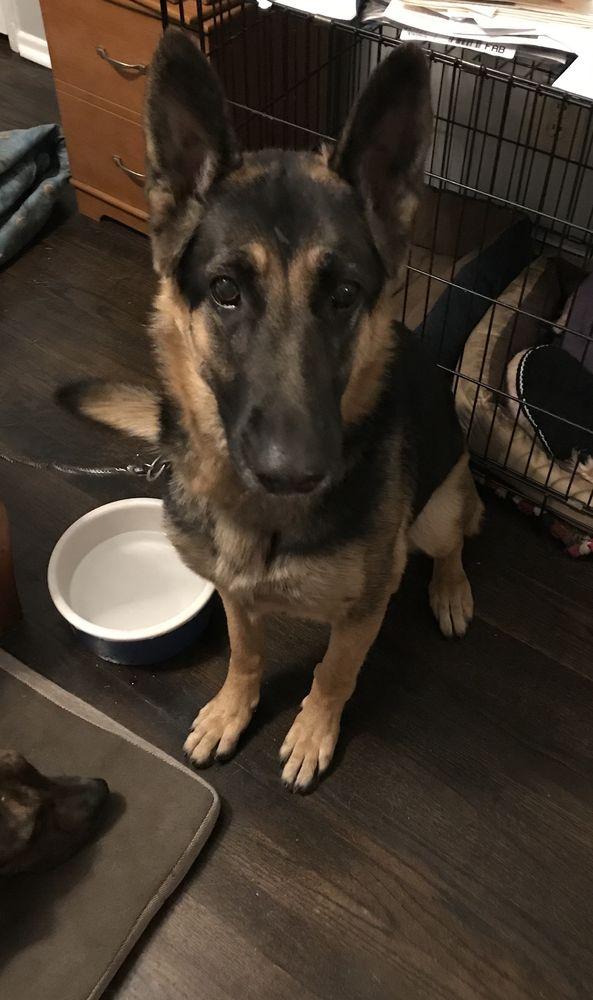 The Rescue Train - Image 1