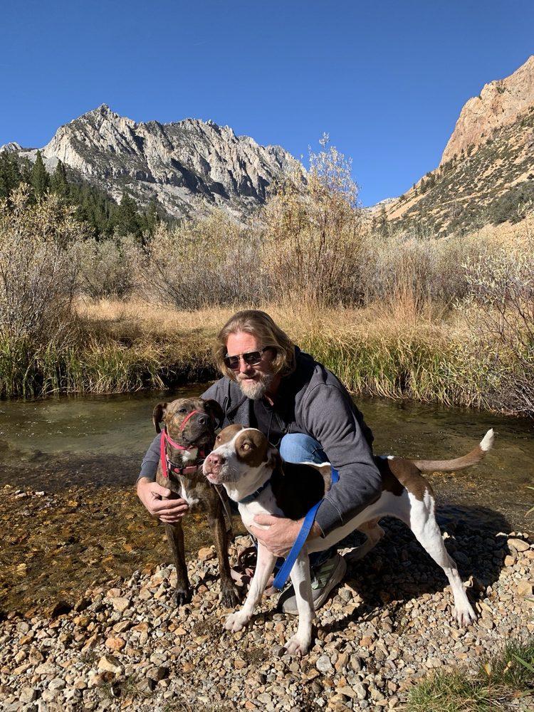 Passion for Pitties - Image 1