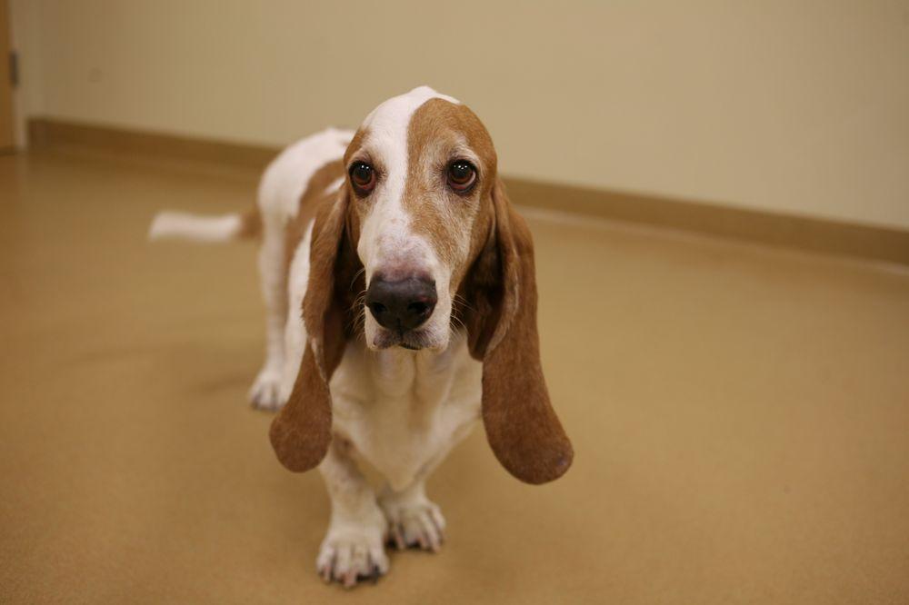 Basset Hound Rescue of Southern California - Image 1