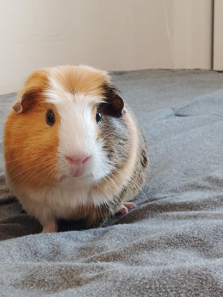 Rover Exotics Rescue - Image 1