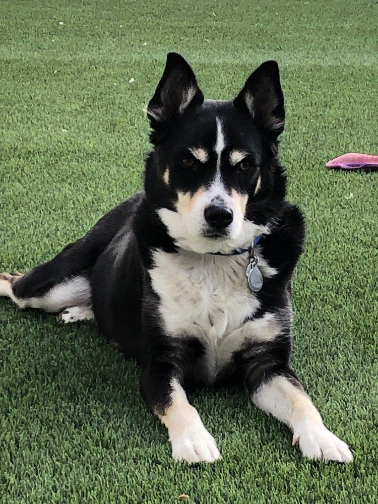 Bow-Wows & Meows Pet Fair - Image 1