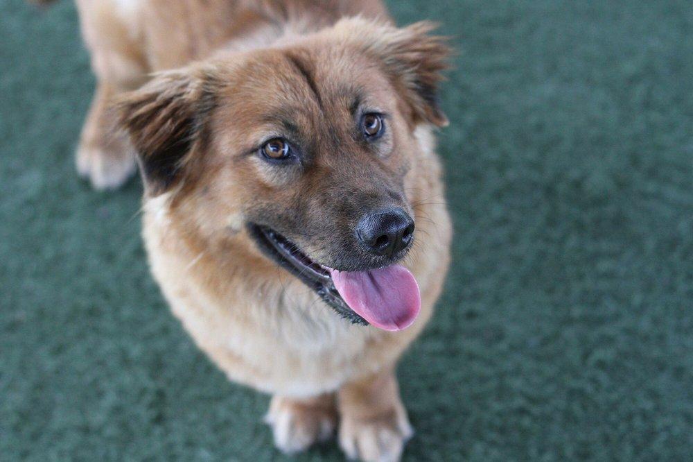 Happiness Is Rescue and Shelter - Image 1