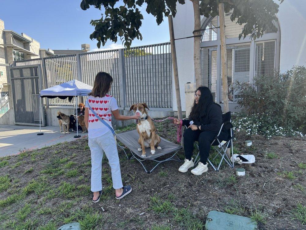 A Way Home For Dogs - Image 1