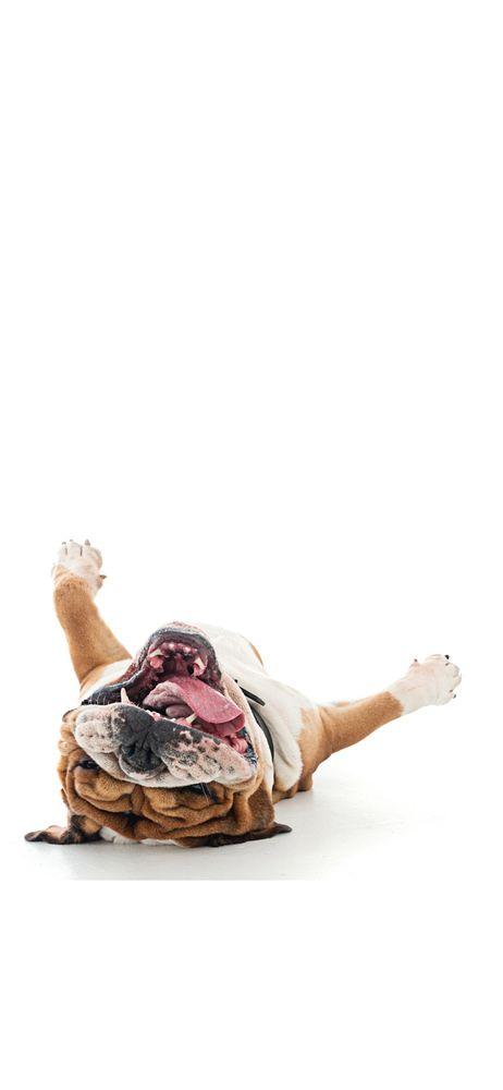 Southern California Bulldog Rescue - Image 1