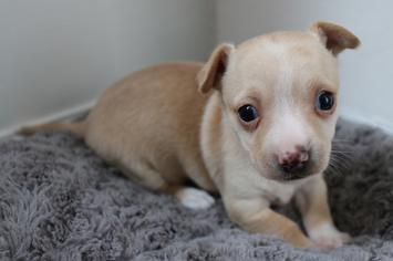 Small Tails Best Friend Rescue - Image 1