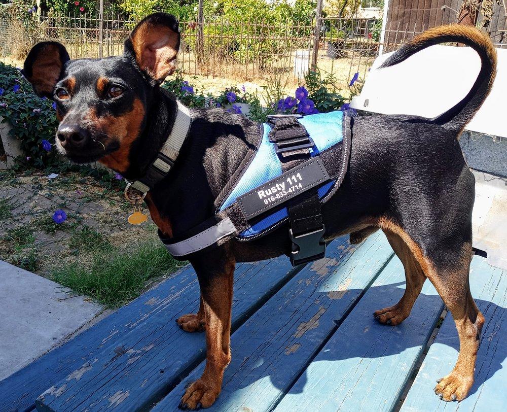 Rusty's  Dog  Watch - Image 1