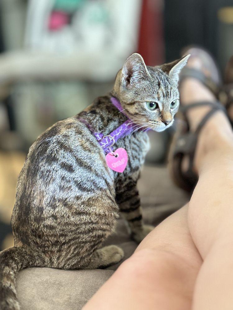 Act 2 Rescue - Image 1