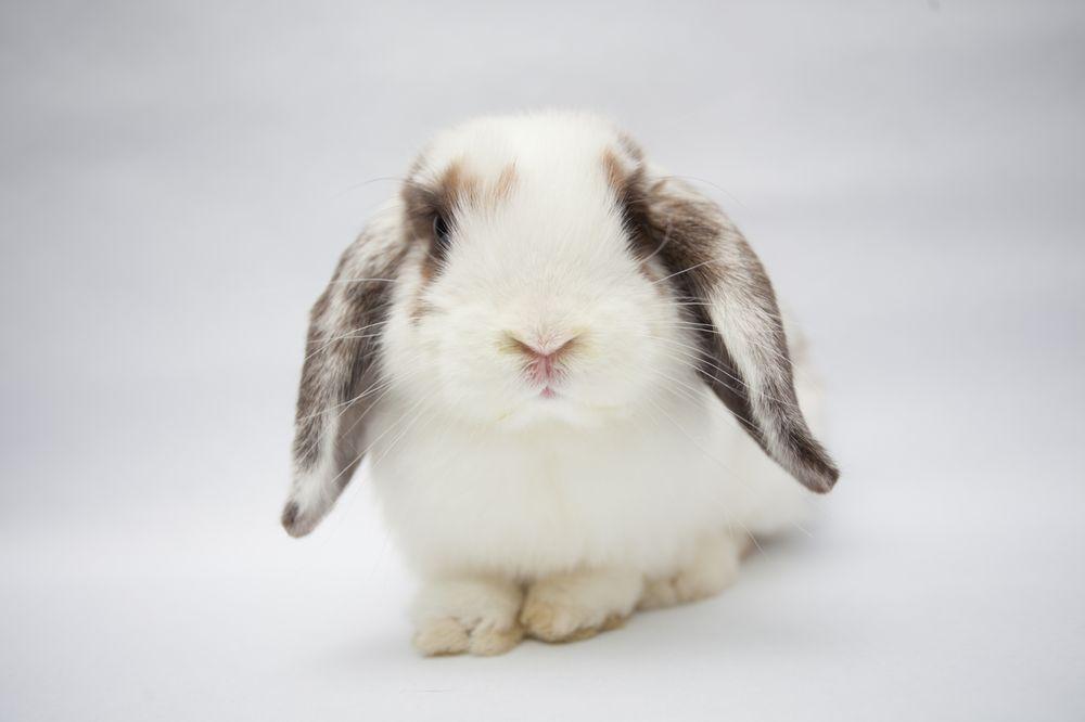 Los Angeles Rabbit Foundation - Image 1